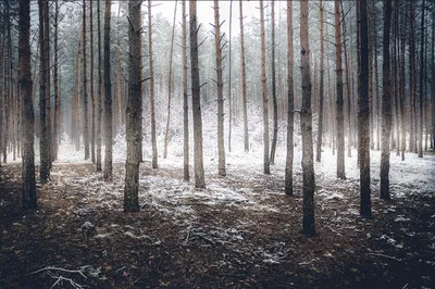 Produktbild von Muralo Fototapete Wald 254 (B) x 184 (H) cm Vlies Tapete Wandtapeten Bäume Schnee Wohnzimmer Schlafzimmer moderne Wandbilder XXL Landschaft Panorama Winterwald Wand Dekoration
