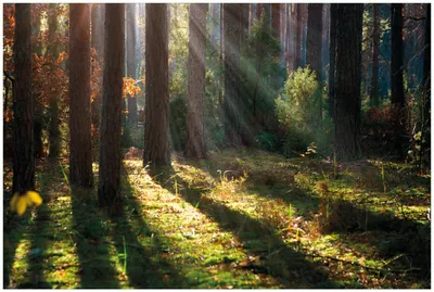 Produktbild von Wallario Premium Glasbild, freischwebende Optik, kräftige Farben, Größe 90 x 60 cm Motiv Sonnenstrahlen im Herbstwald