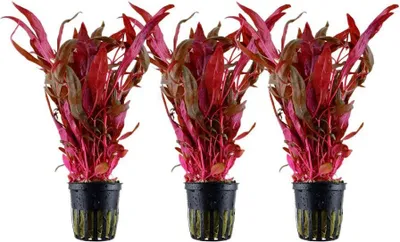 Produktbild von Aquarium Pflanze 3 Stück Alternanthera reineckii 'Pink' AquaOne Nr.323 Set