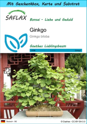 Produktbild von SAFLAX Geschenk Set - Ginkgo - Ginkgo biloba - 4 Samen - Mit Geschenkbox, Versandaufkleber, Geschenkkarte und Anzuchtsubstrat