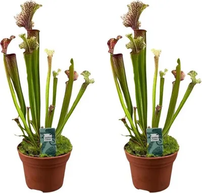 Immagine prodotto di Sarracenia Judith Hindle 2 piante Ø12 cm Pianta carnivora a forma di tubo