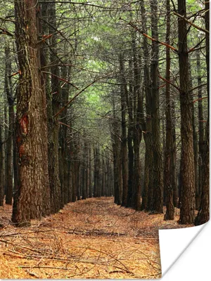 Produktbild von MuchoWow® Poster Herbst - Dekoration - Wald 30x40 cm - Wandplakat - Poster Kinderzimmer