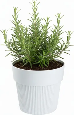 Produktbild von HowHomely | Blumentopf - Pflanzgefäß - 11 x 13 cm - weiß - Rillenstruktur - aus Recyclingmaterial - Pflanztopf