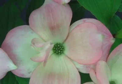 Produktbild von Cornus Rutgan Stellar Pink® - Chinesischer rosa Hartriegel Stellar Pink® 40-60cm