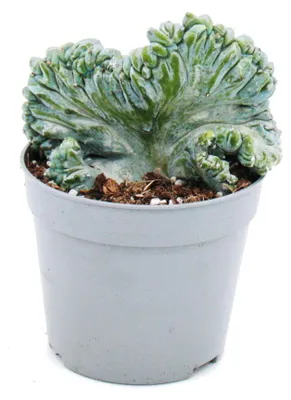 Produktbild von Heidelbeer-Kaktus – Kammform – Myrtillocactus geometrizans cristata – Außergewöhnlicher Kaktus – Topf 6,5 cm