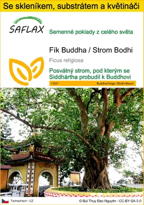 Obrázek produktu pro SAFLAX Kultivační sada - Fík Buddha / Strom Bodhi - Ficus religiosa - 100 Semena - S mini skleníkem, pěstebním substrátem a 2 květináči
