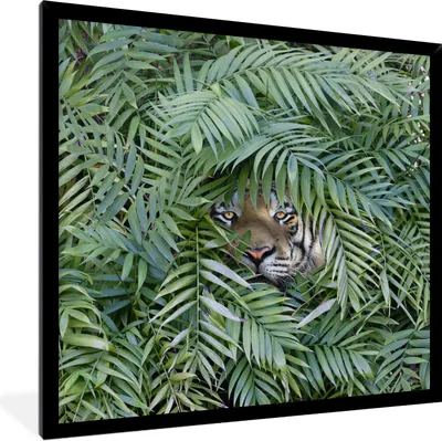 Produktbild von MuchoWow® Gerahmtes Poster Versteckter Tiger zwischen den Pflanzen 40x40 cm - Poster mit Schwarzem Bilderrahmen Wandposter Rahmen Foto Bilder - Mit Rahmen - Wanddekoration Schlafzimmer