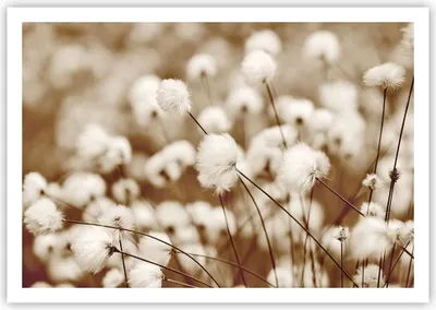 Produktbild von Poster - Poster ohne Rahmen - Baumwolle Boho Wollig - 100x70 cm - Wand Bild - Wanddeko - Wandbilder - Kunstposter - Wandposter - Bilder - Kunstdruck - Wanddekoration - Wandbild - P2XAA100x70-4850