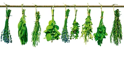 Produktbild von Fototapete - Herbs 375x250cm - Vliestapete