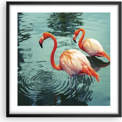 Produktbild von Gerahmtes Poster - Schwarzer Rahmen - Rosa Flamingos Wasser - 50x50 cm - Wand Bild - Wanddeko - Wandbilder - Kunstposter - Wandposter - Bilderrahmen - Bilder - Kunstdruck - Wandbild - P2BAC50x50-4203