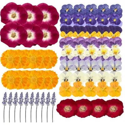 Getrocknete Blüten, 70 Stück, natürliches Set für DIY-Deko