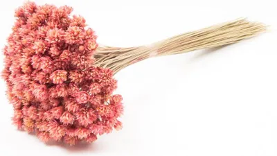 Produktbild von INNA-Glas Blumenstrauß getrocknet AVISSA, Brasilianische Hügelblume, rosa, 45-60cm, Ø13cm - Getrockneter Strauß
