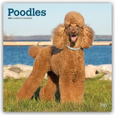 Produktbild von Poodles - Pudel 2027 - 16-Monatskalender