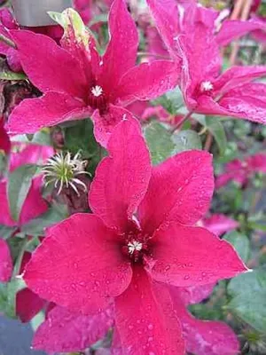 Produktbild von Clematis Rüütel - Waldrebe / Klematis Rüütel 60-100cm