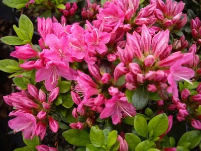 Produktbild von Japanische Azalee Kermesina - Syn. Kermesinum - Rhododendron obtusum - 25-30cm