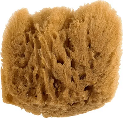 Obrázek produktu pro Purdy Symphony Natural Sea Sponges
