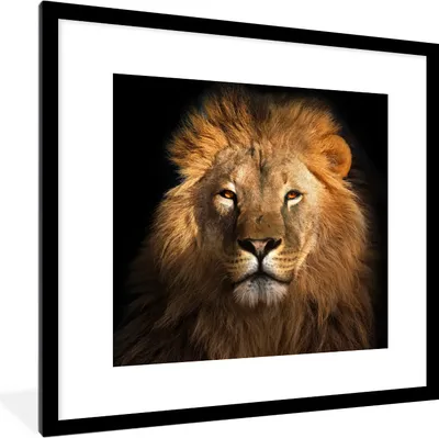 Produktbild von MuchoWow® Gerahmtes Poster Löwe - Tiere - Schwarz - Hell - Braun - Porträt 40x40 cm - Poster mit Schwarzem Bilderrahmen Wandposter Rahmen Foto Bilder - Poster - Plakat im Rahmen