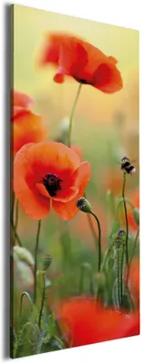 Produktbild von Wallario Premium Leinwandbild Mohnblumenblüten in Größe 50 x 125 cm