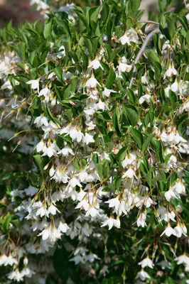 Produktbild von Japanischer Storaxbaum Evening Light 80-100 cm, im Topf - Styrax japonicus