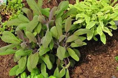 Immagine prodotto di 6 x Salvia off. purpurascens' - Muschio stellato - Vaso 9 x 9 cm