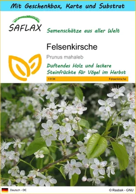 Produktbild von SAFLAX - Geschenk Set - Felsenkirsche - 30 Samen - Mit Geschenk- / Versandbox, Versandaufkleber, Geschenkkarte und Anzuchtsubstrat - Prunus mahaleb
