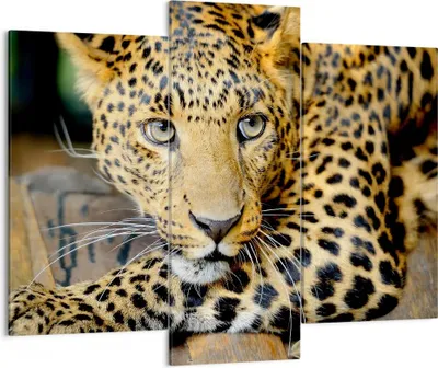 Produktbild von Bild auf Leinwand - Leinwandbild - Tiere gefährlich wilde katze - 130x100cm - Wand Bild - Wanddeko - Leinwanddruck - Bilder - Kunstdruck - Wanddekoration - Leinwand bilder - Wandkunst - CB130x100-2702