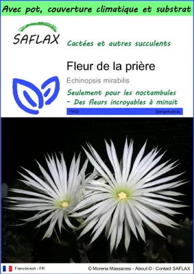 Image de SAFLAX Garden to go - Fleur de la prière - 40 graines - Echinopsis
