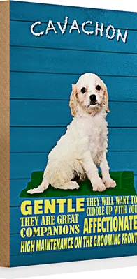 Produktbild von Holzschild Spruch 20x30cm Cavachon Hund gentle affectionat