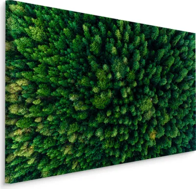 Produktbild von Fabelhafte Canvas LEINWAND BILDER 100x70 cm XXL Kunstdruck Wald Nadelbäume Bäume Grün