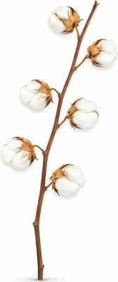 Produktbild von Baumwollzweig Natur 65–75cm - Getrocknet - 6 Dolden - Boho Deko Zweig Vase DIY