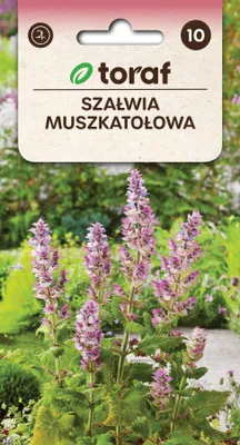 Zdjęcie produktu dla Szałwia muszkatołowa Nasiona kwiatów - 656 Toraf
