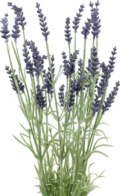 Produktbild von Künstlicher Lavendelbusch Lila 51cm Dekoblume