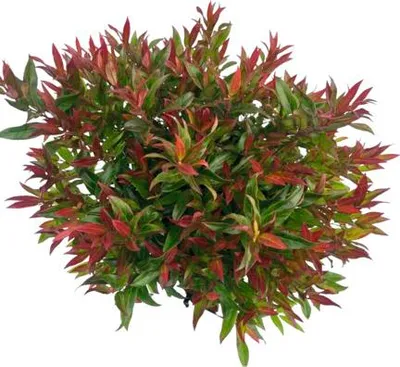 Obrázek produktu pro Leukothoe FloraSelf Leucothoe 'Simsalabim' květináč 2 l