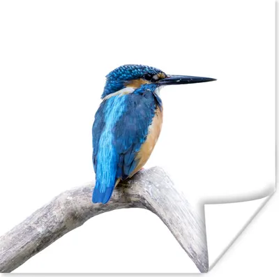 Produktbild von MuchoWow® Poster Eisvogel - Zweig - Schnabel 75x75 cm - Wand Dekoration