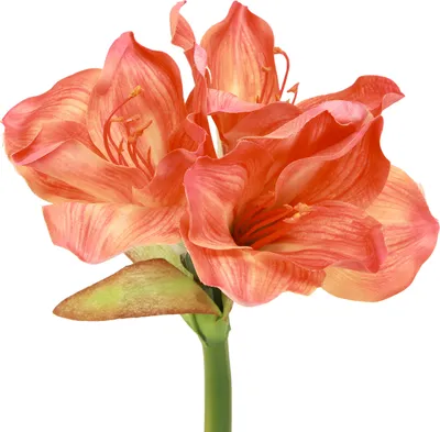 Produktbild von Künstliche Amaryllis Blumen Orange Dekoration 55cm 2er Set - Täuschend Echte Kunstblumen Deko für Zuhause und Festlichkeiten, 2 Stück