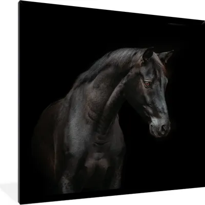 Produktbild von MuchoWow® Gerahmtes Poster Pferd - Tiere - Schwarz - Porträt 40x40 cm - Poster mit Schwarzem Bilderrahmen Wandposter Rahmen Foto Bilder - Mit Rahmen - Wanddekoration Schlafzimmer