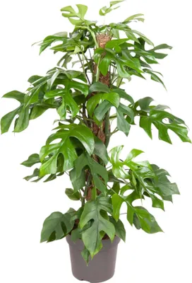 Produktbild von Trendyplants - Monstera Minima - Hohlpflanze - Zimmerpflanze - Höhe 55-75 cm - Topfgröße Ø19cm