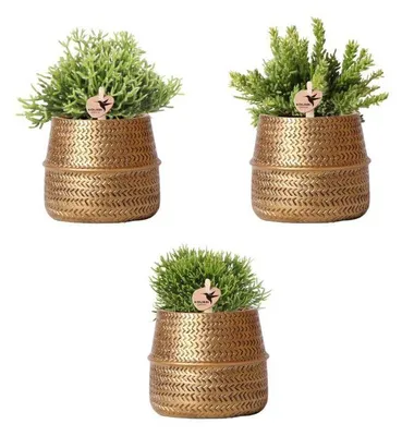 Produktbild von Kolibri Greens – Pflanzen-Set – mit 3 Rhipsalis-Sorten – inklusive dekorativer Keramiktöpfe – Topfgröße 9 cm