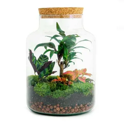 Image de Urbanjngl Terrarium DIY - Milky Palm - 30 cm