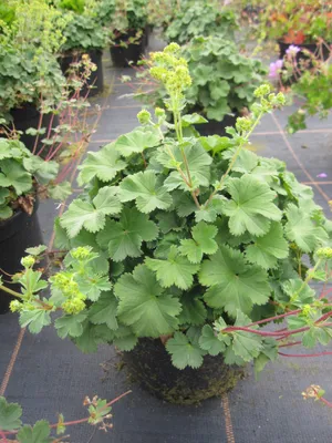 Produktbild von Alchemilla erytropoda - Zwergiger Frauenmantel