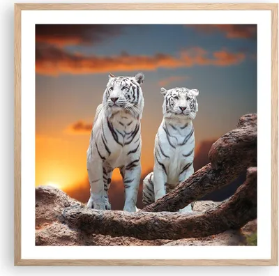 Produktbild von Gerahmtes Poster - Rahmen in heller Eiche - Tiger weiß Rock Sonnenuntergang - 60x60 cm - Wand Bild - Wanddeko - Wandbilder - Wandposter - Bilderrahmen - Bilder - Kunstdruck - P2NAC60x60-2901