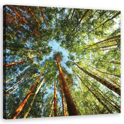 Produktbild von Leinwandbild landschaften - grün 60x60 cm Feeby grün wandbild bereit zum aufhängen