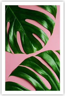 Produktbild von Poster - Poster ohne Rahmen - Monstera Blatt Rosa - 61x91,5 cm - Wand Bild - Wanddeko - Wandbilder - Kunstposter - Wandposter - Bilder - Kunstdruck - Wanddekoration - Wandbild - P2XPA61x91-4407