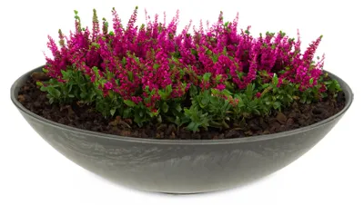 Produktbild von Flache Pflanzschale für draussen Dekoschale rund schwarz 28 cm