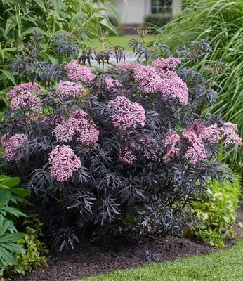 Produktbild von BALDUR Garten 2x Terrassen-Holunder Cherry Lace®, Pflanze im 9x9 cm-Topf, Blüten und reife Beeren vielseitig verwendbar, winterhart, pflegeleicht, Wasserbedarf gering, blühend, Sambucus nigra