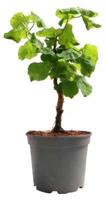 Zdjęcie produktu dla Corylus avellana 'Contorta', leszczyna korkociągowa, 40-60 cm