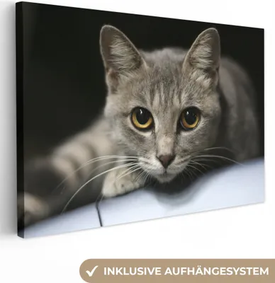 Produktbild von OneMillionCanvasses® - Leinwandbilder - 150x100 cm, Katze - Grau - Kopf, Wandbilder Kunstdruck Wanddekoration