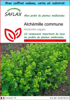 Image de SAFLAX Ensemble-cadeau - Alchémille commune - 100 graines - Alchemilla