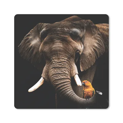 Produktbild von MuchoWow® Mauspad Mousepad Elefant - Papagei - Zähne 30x30 cm - Mousepads - Maus Mat - Pad - Mausunterlage - Gaming