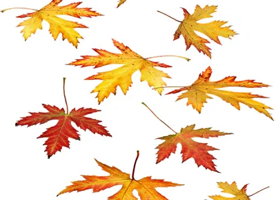 Produktbild von Tulup Glas-Bild -140x70- Wandkunst Dekorative Wand für Küche & Wohnzimmer - Blumen & Pflanzen - Herbstlaub - Gelb